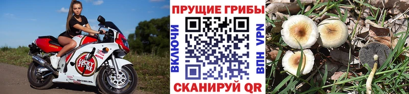 Галлюциногенные грибы Cubensis  Балашиха 